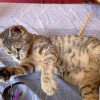 IVY, chatte à adopter