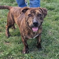 CHERA PAA24170, chien à adopter