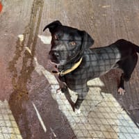 VANILLE, chienne à adopter