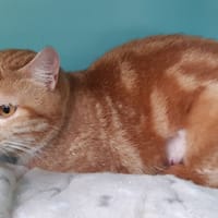 Mio, chat à adopter