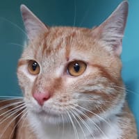 Mio, chat à adopter