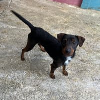 PABLO, chien à adopter