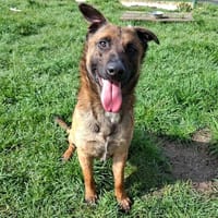 LIOR, chien à adopter