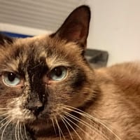 OSAKA, chatte à adopter