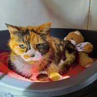 LILI, chatte à adopter