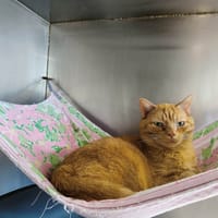 CHAMANE, chat à adopter