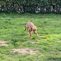 NELSON, chien à adopter