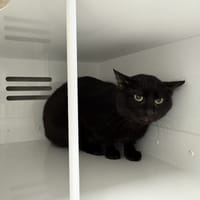MYSTIC, chat à adopter