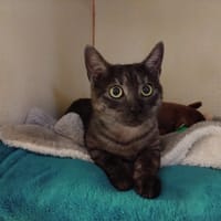 ASLAN PAB28653, chat à adopter