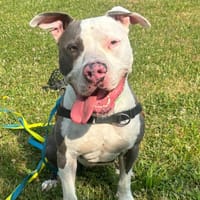 BLUE, chien à adopter