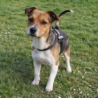 IDEFIX PAA24168, chien à adopter