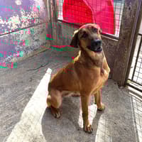 NAÏA, chienne à adopter