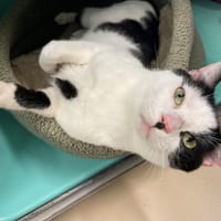 Epeautre PAB28581, chat à adopter