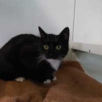 Lovegood, chatte à adopter