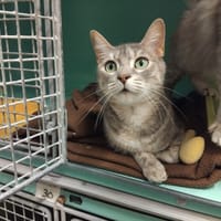 PAB28635 Dora, chatte à adopter