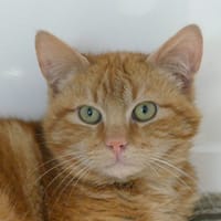 BEIGNET, chat à adopter