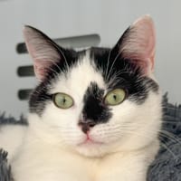 STRACCIATELLA, chatte à adopter