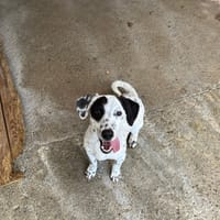 DANILO, chien à adopter