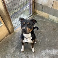 OREO, chien à adopter