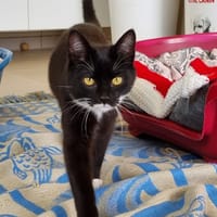 JAKE, chat à adopter