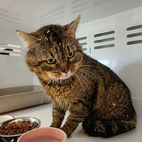 ODIN, chat à adopter