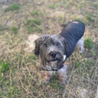 LUMI OAA17175, chien à adopter