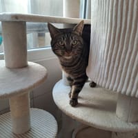 BLACKY, chat à adopter