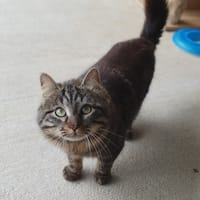 Elio, chat à adopter