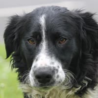 DICAPRIO, chien à adopter