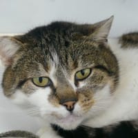 BOUBOU, chat à adopter