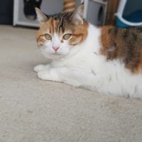 Praline, chatte à adopter