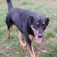 MAXOU, chien à adopter