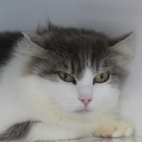 LILA, chatte à adopter