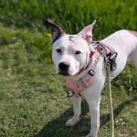 LAÏKA VAA, chienne à adopter