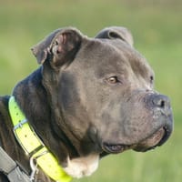 RAVEN, chien à adopter