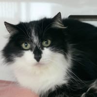 ROSE, chatte à adopter