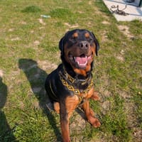 ATTILA VAA, chien à adopter