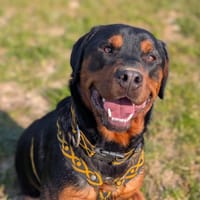 ATTILA VAA, chien à adopter