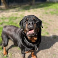 PIMPON, chien à adopter
