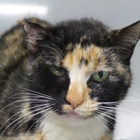 GALLERIA, chatte à adopter