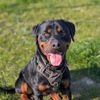 ADES VAA, chien à adopter