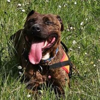 Rosa, chienne à adopter