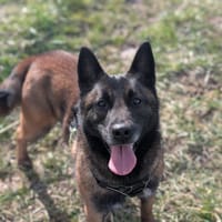 MALI VAA, chien à adopter