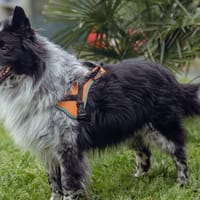 Pif, chien à adopter