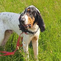 Kiko, chien à adopter