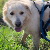 LUNA, chienne à adopter