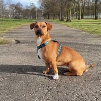 Lejzi, suczka do adopcji