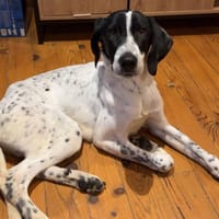 Aiko, chien à adopter