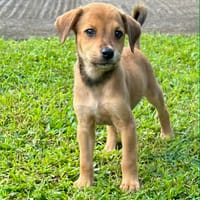 Loki, un vrai compagnon, chien à adopter