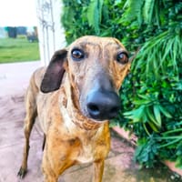 ALLY, chienne à adopter